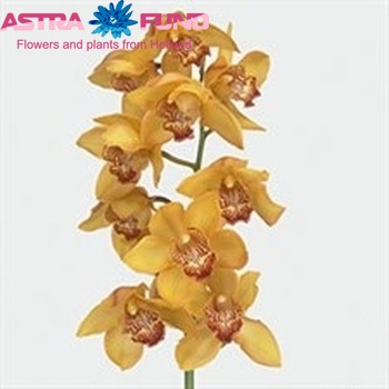 Cymbidium grootbloemig per tak Yellow River 'Esther' фото