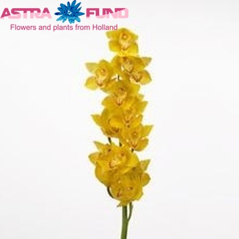 Cymbidium grootbloemig per tak Yellow River 'Golden Treasure' foto