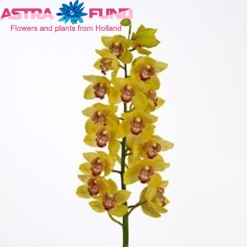 Cymbidium grootbloemig per tak Yellow river 'Monica' Foto