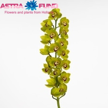 Cymbidium grootbloemig per tak Yonigreen 'Bart' Foto