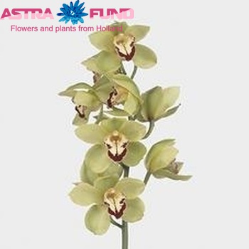 Cymbidium grootbloemig per tak 'Yonina' Foto