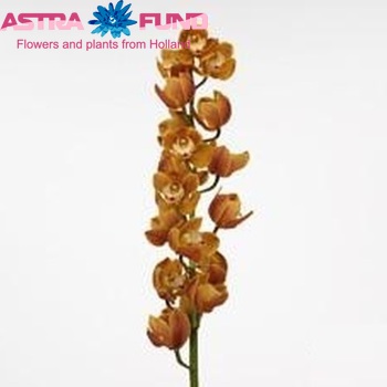 Cymbidium grootlbloemig per tak 'Amalia' photo