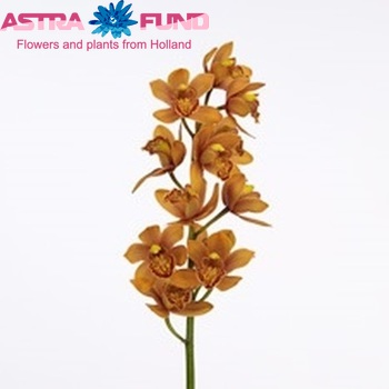 Cymbidium mini per tak Enzan Forest 'Majolica' photo