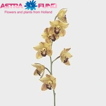 Cymbidium mini per tak Florisun 'Vera' photo