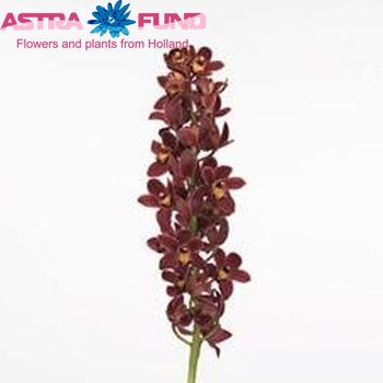 Cymbidium mini per tak Ivy Fung 'Sultan' фото