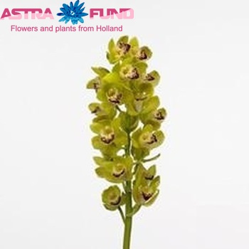 Cymbidium mini per tak K A 'Green Perfection' Foto