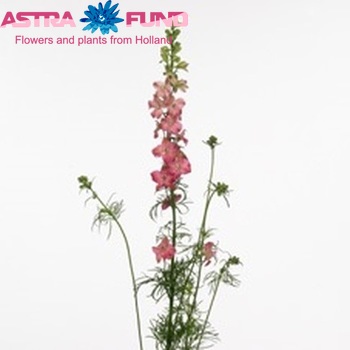 Delphinium consolida 'Stiletta Rosy-Red' фото