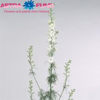 Delphinium consolida 'Sydney White' photo