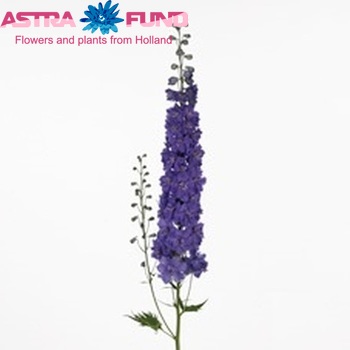 Delphinium Elatum Grp dubbelbloemig 'Dewi Amsterdam' Foto