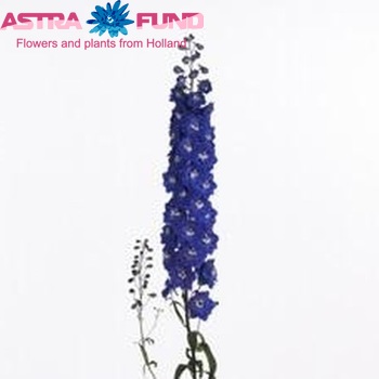 Delphinium Elatum Grp dubbelbloemig 'Dewi Blue Star' Foto