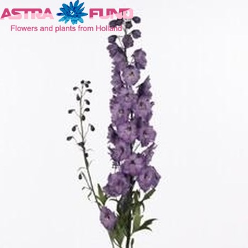 Delphinium Elatum Grp dubbelbloemig 'Dewi Pristel' Foto