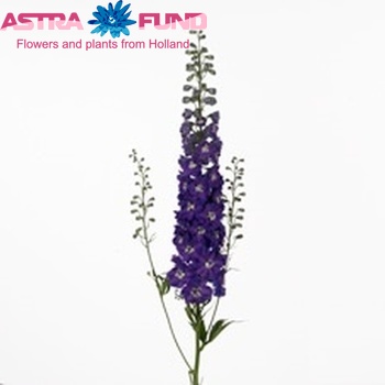 Delphinium Elatum Grp dubbelbloemig 'Dewi Rome' Foto