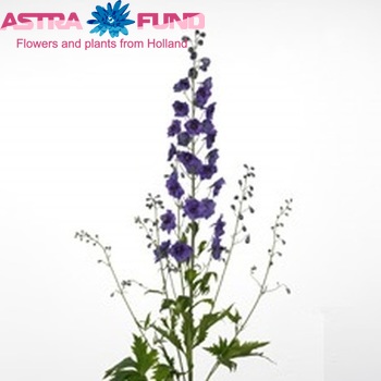 Delphinium Elatum Grp dubbelbloemig 'Essequibo Angel' Foto