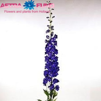 Delphinium Elatum Grp dubbelbloemig 'Faust' Foto