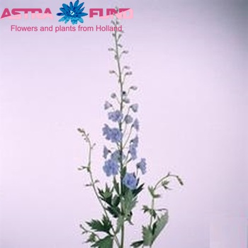 Delphinium Elatum Grp dubbelbloemig 'Filique Arrow' photo