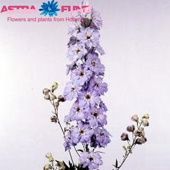 Delphinium Elatum Grp dubbelbloemig 'Gossamer' photo