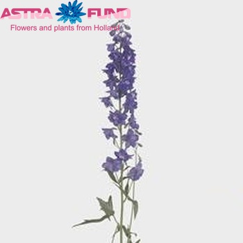 Delphinium Elatum Grp dubbelbloemig 'Guardian Early Blue' Foto