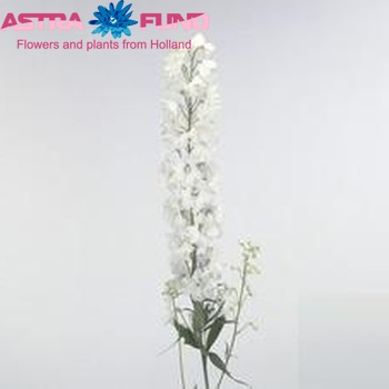 Delphinium Elatum Grp dubbelbloemig 'Guardian White' Foto