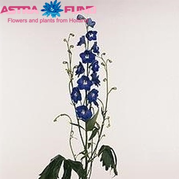 Delphinium Elatum Grp dubbelbloemig 'Kings Blue Arrow' фото