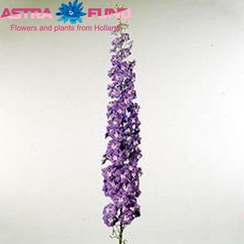 Delphinium Elatum Grp dubbelbloemig Purple Arrow Foto