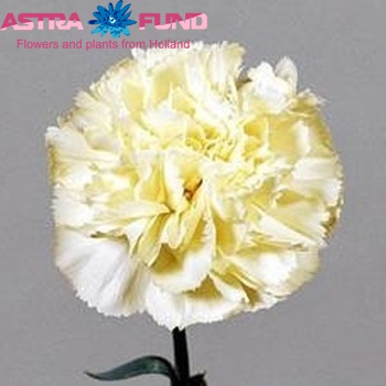 Dianthus standaard 'Cream Isac' Foto