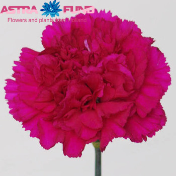 Dianthus standaard 'Doli' photo