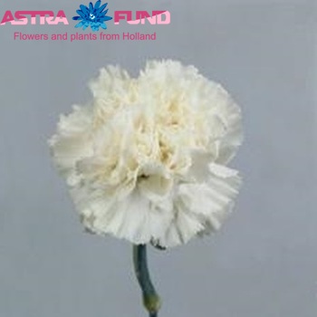 Dianthus standaard 'Dover' Foto