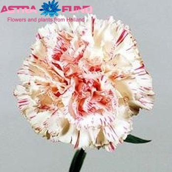 Dianthus standaard Flavio Riso zdjęcie