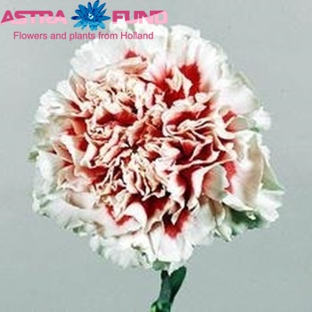 Dianthus standaard 'Mabel' photo