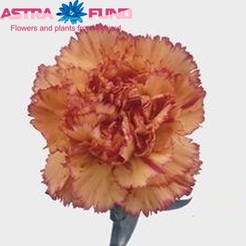 Dianthus standaard Madame Augier photo