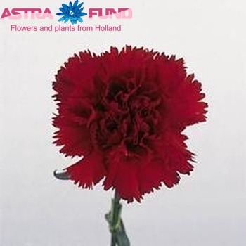 Dianthus standaard 'Masai' zdjęcie