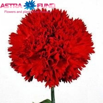 Dianthus standaard 'Master' Foto