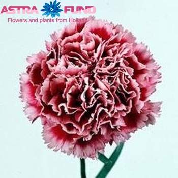 Dianthus standaard Mirella foto