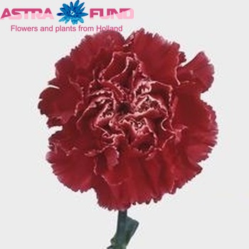 Dianthus standaard 'Mozart' foto