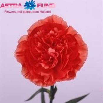 Dianthus standaard 'Nabila' photo