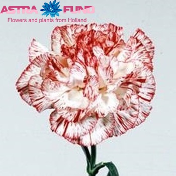 Dianthus standaard 'New Arthur Sim' Foto