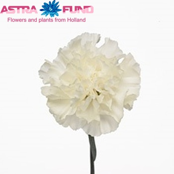 Dianthus standaard North Wind Foto