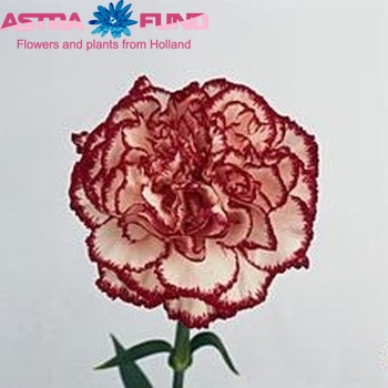 Dianthus standaard Olympia zdjęcie