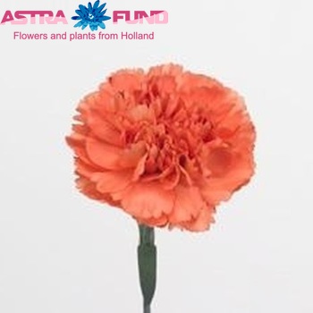 Dianthus standaard 'Orange Beauty' foto