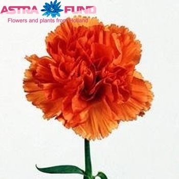 Dianthus standaard Orange Magic foto