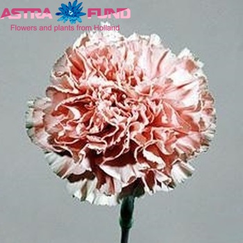 Dianthus standaard Paola photo