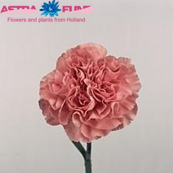 Dianthus standaard 'Pink America' photo