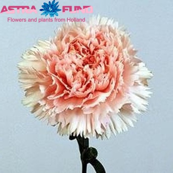 Dianthus standaard Pink Dona photo