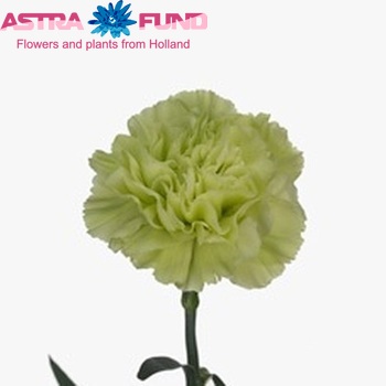 Dianthus standaard 'Prado Fresh' Foto