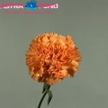 Dianthus standaard Raggio di Sole photo