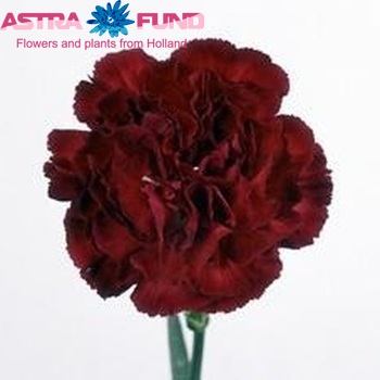 Dianthus standaard 'Red Ciao' photo
