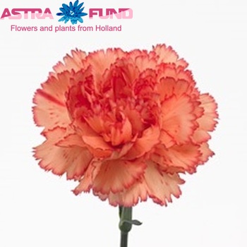 Dianthus standaard 'Reina Arancio' photo