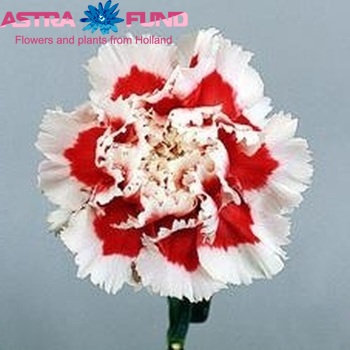 Dianthus standaard 'Rififi' Foto