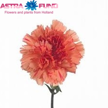 Dianthus standaard Santafe photo