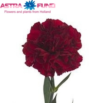 Dianthus standaard 'Sequence' Foto